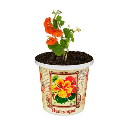 Набор для выращивания растений Rostok Visa Вырасти сам цветок Настурция в подарочном горшке