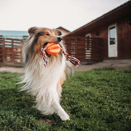 Игрушка Пижон на канате «Баскетбольный мяч» для собак 9 см микс цветов