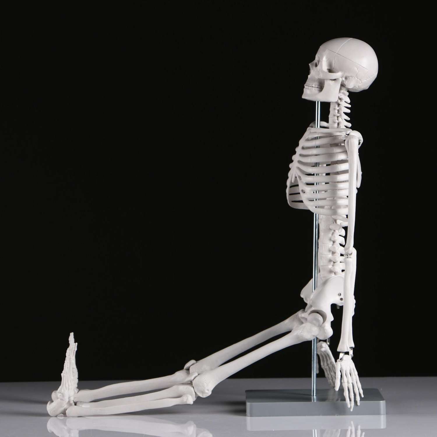 Макет Sima-Land «Скелет человека» 85см - фото 4