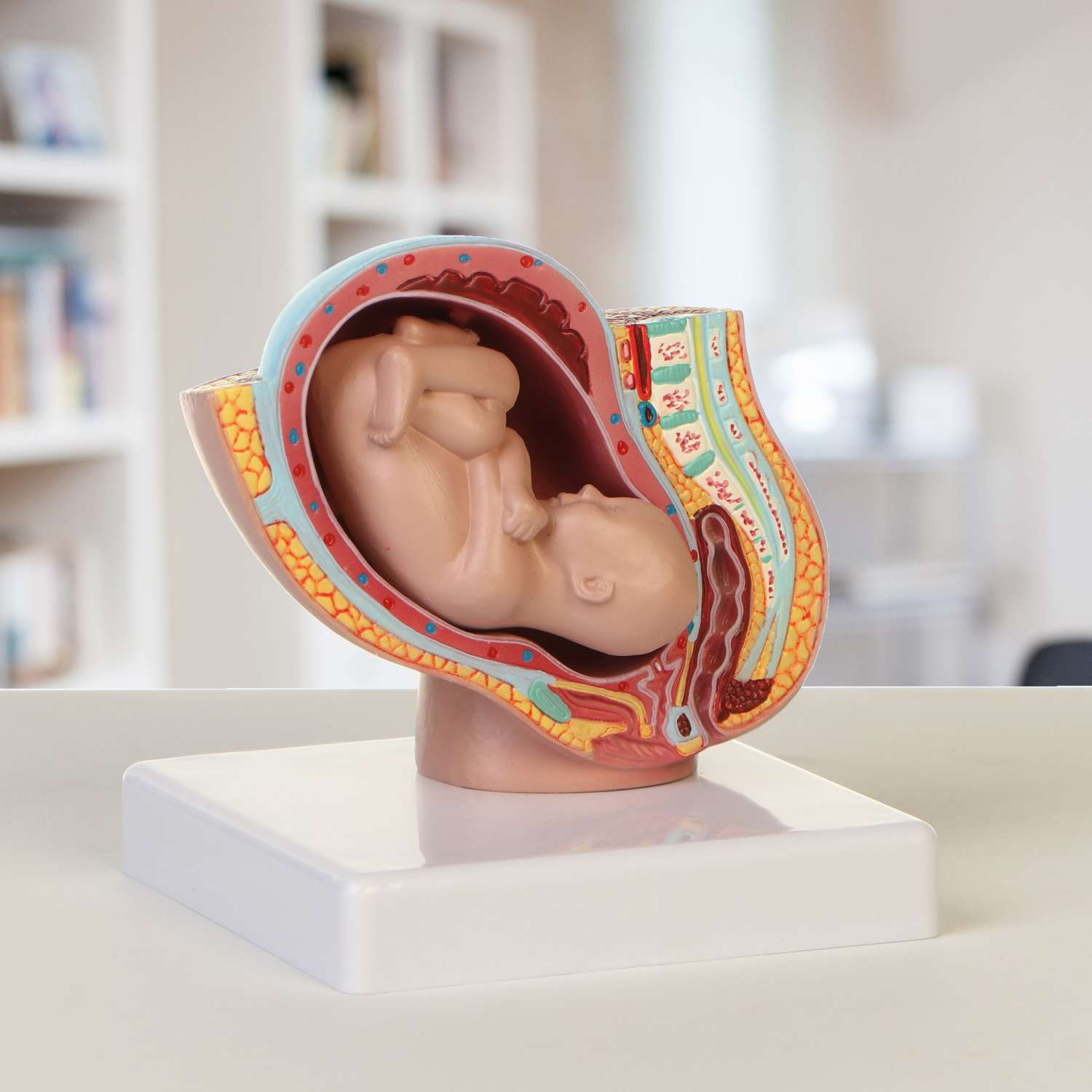 Макет Sima-Land «Тело беременной женщины в разрезе» 12*11*11см - фото 2