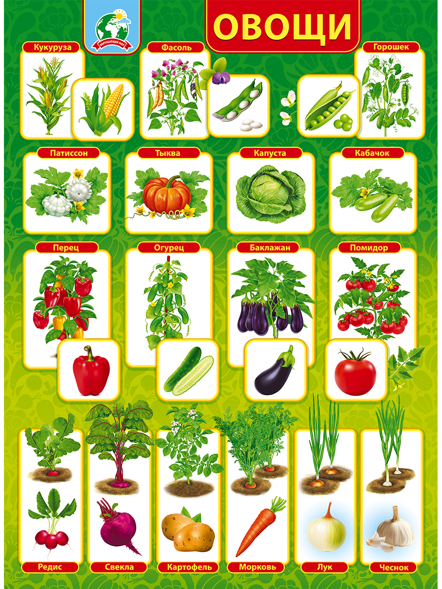 Плакат обучающий на стену Мир поздравлений овощи на грядке с картинками и названиями - фото 2