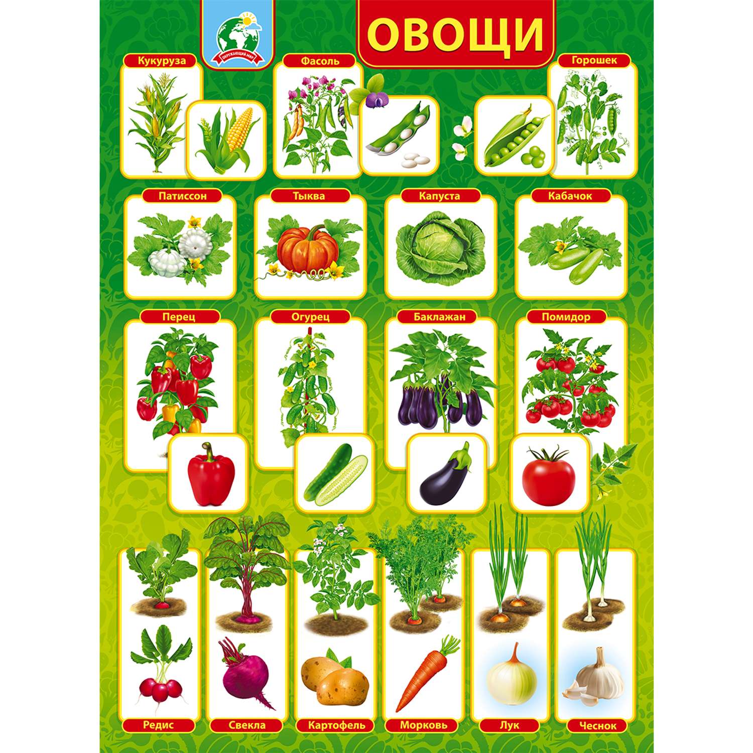 Плакат обучающий на стену Мир поздравлений овощи на грядке с картинками и названиями - фото 2