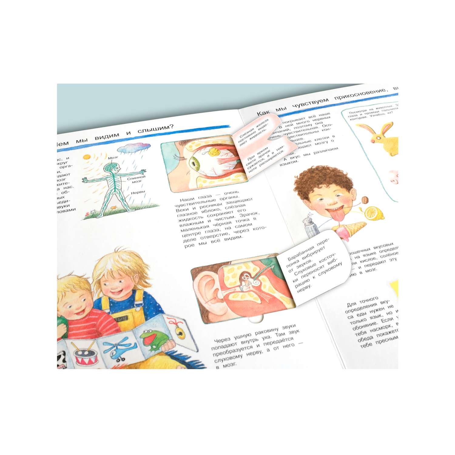 Книга Омега-Пресс Энциклопедия для детей с окошками Что? Почему? Зачем? Изучаем наше тело - фото 8