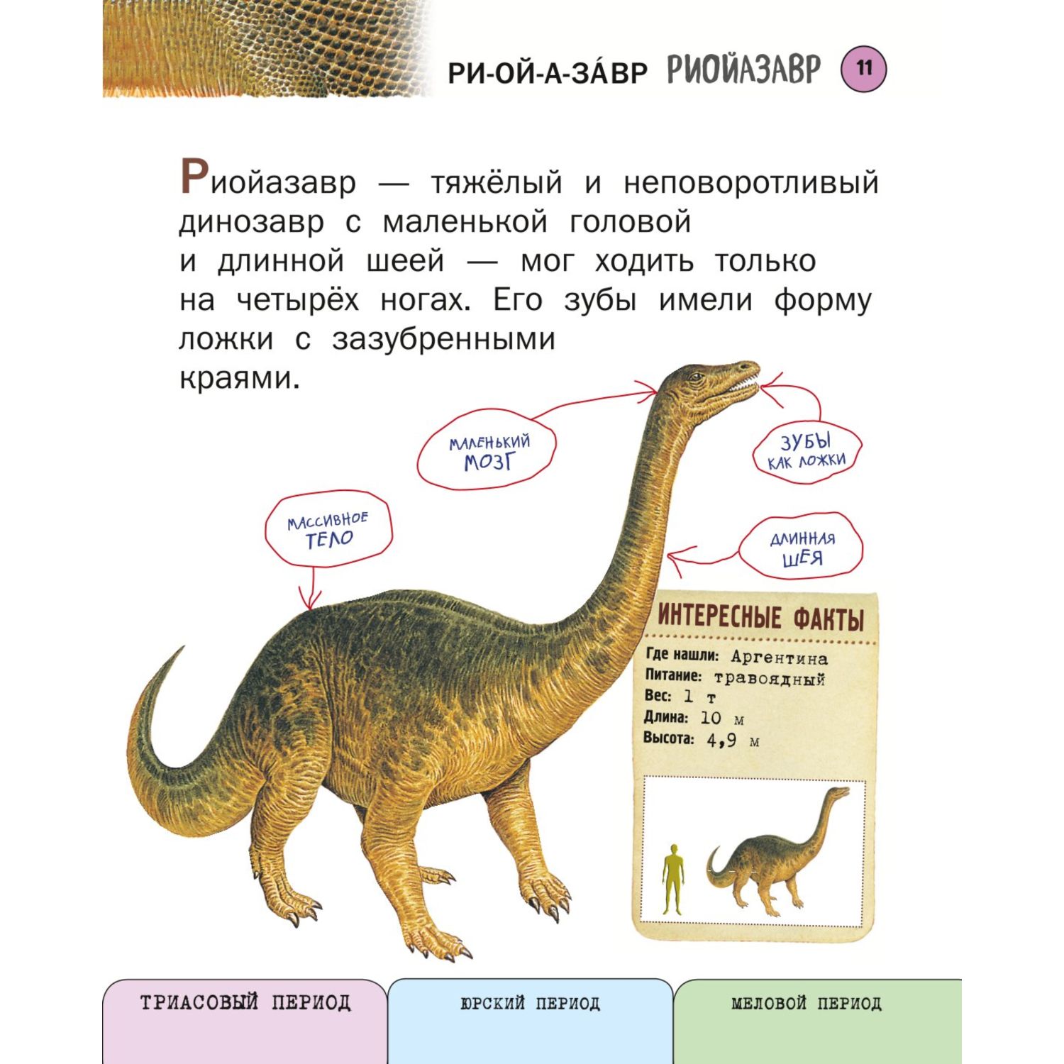 Книга Эксмо Все травоядные динозавры с крупными буквами - фото 8