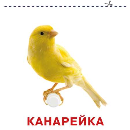 Книга карточки для малышей Домашние животные