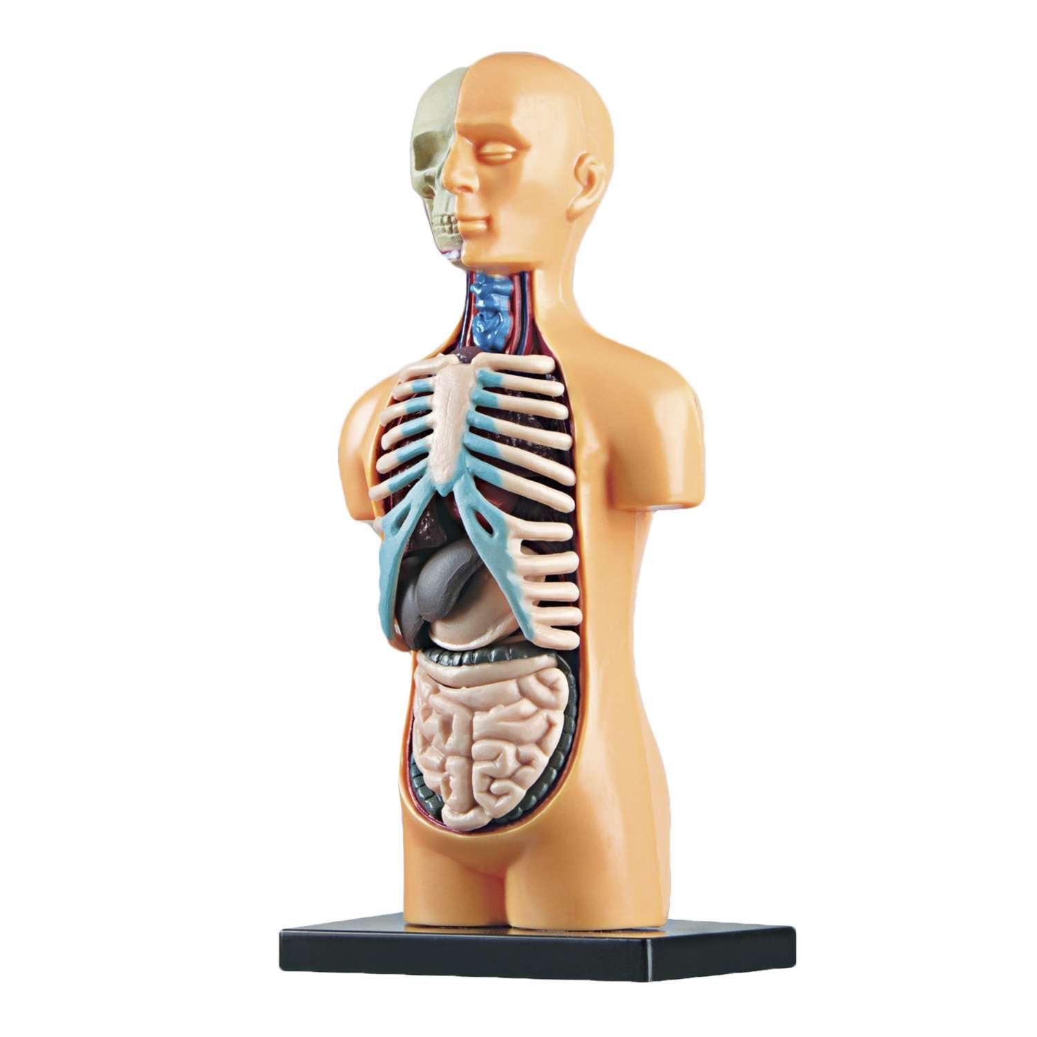 Игровой набор Эврики Анатомия человека - фото 2