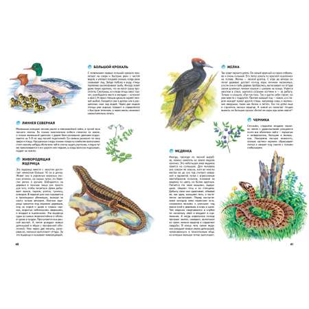 Книга Махаон Природа России. Иллюстрированная энциклопедия Свечников В. Романова Т