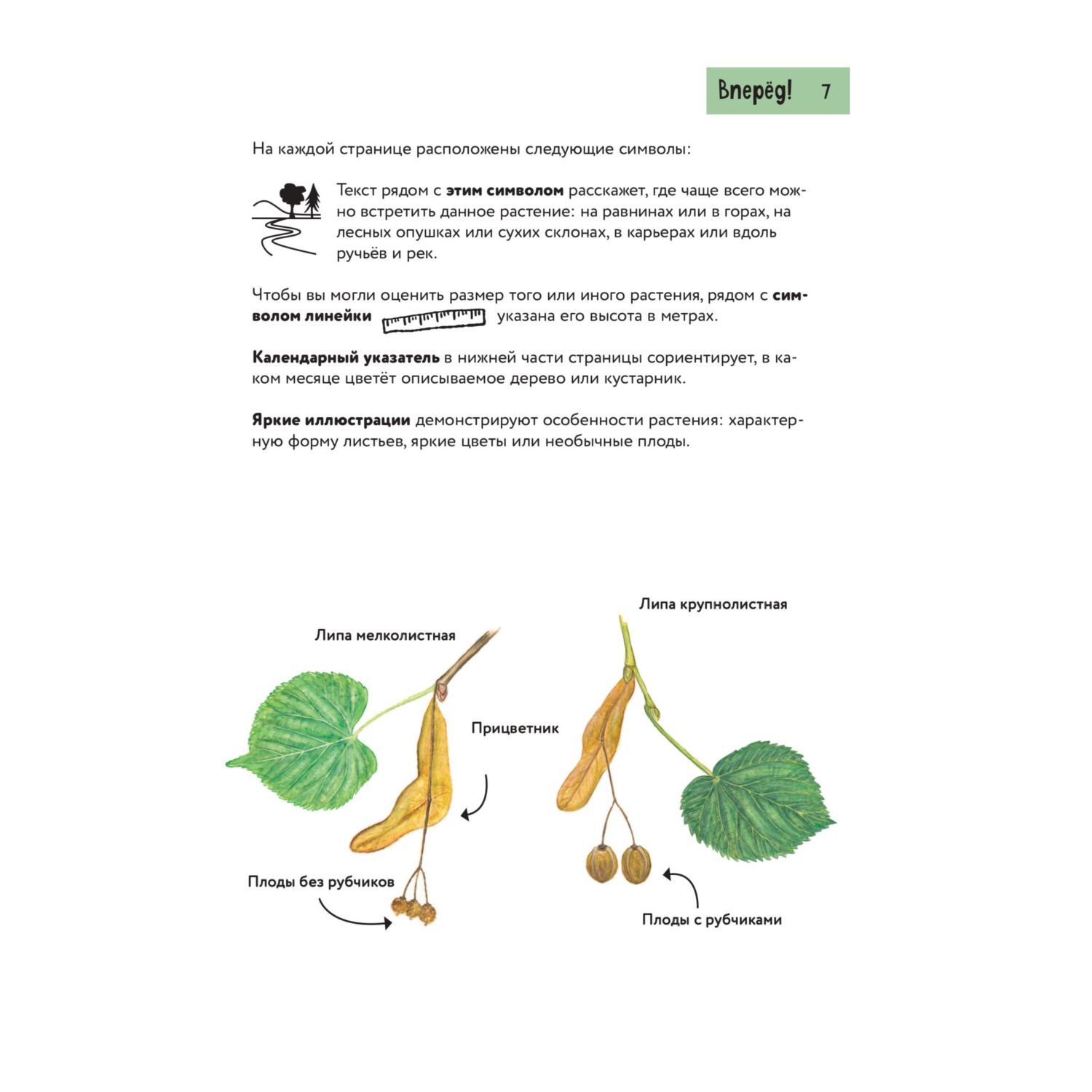Книга Эксмо Растения. Краткий иллюстрированный справочник - фото 7