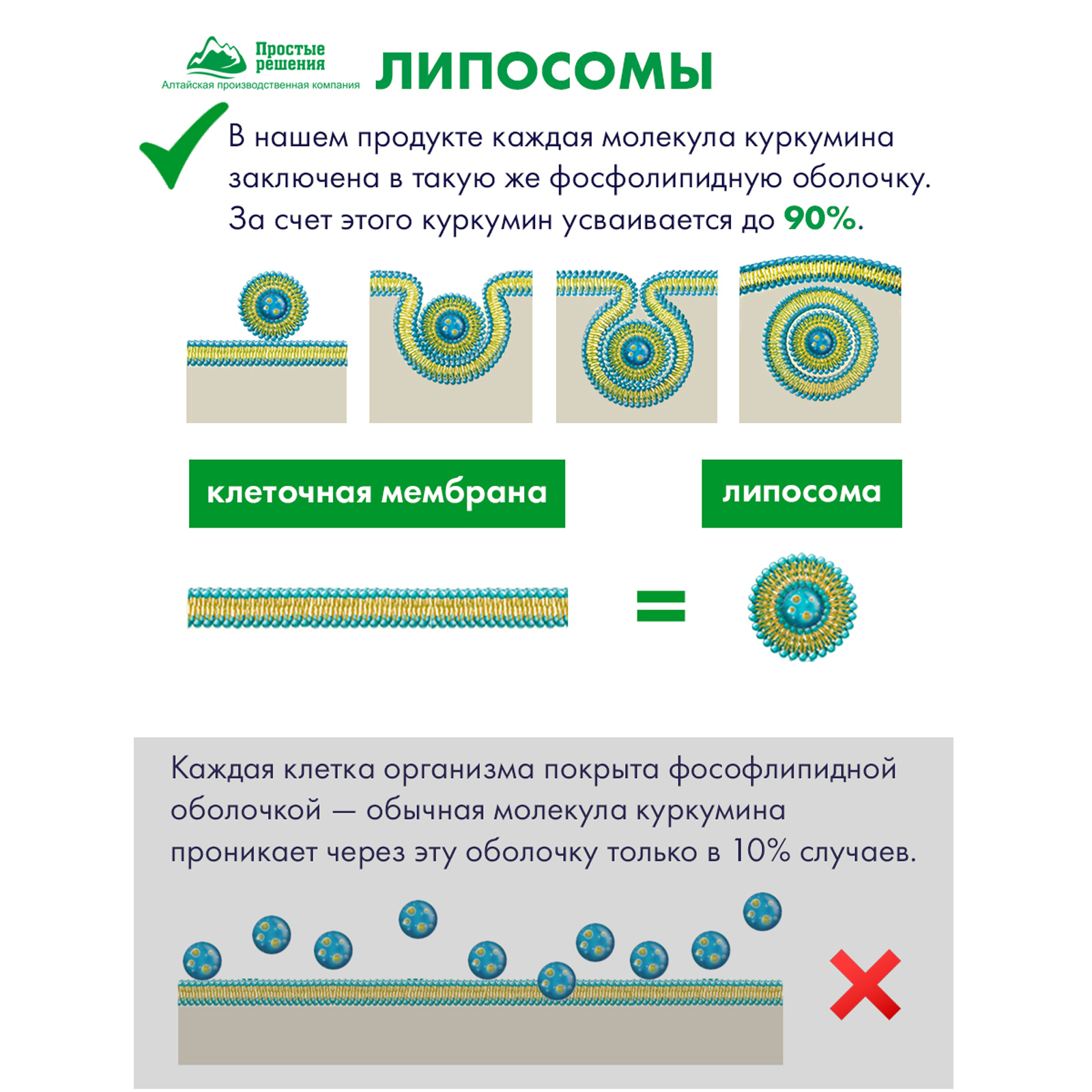 Концетраты пищевые Алтайские традиции Липосомальный куркумин Мультивитамин эксперт веган 60 капсул - фото 5