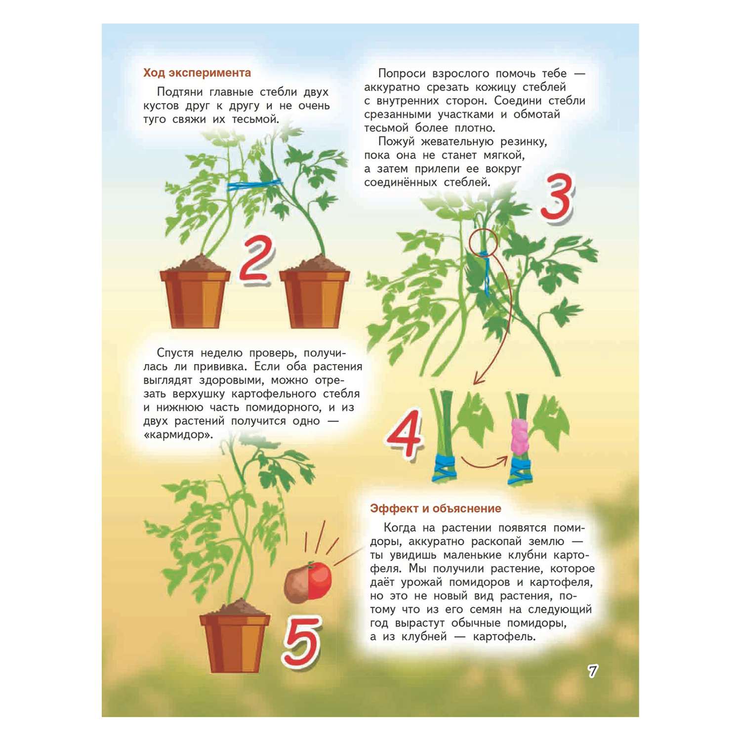 Книга ПИТЕР Весёлые научные опыты Увлекательные эксперименты с растениями и солнечным светом - фото 7