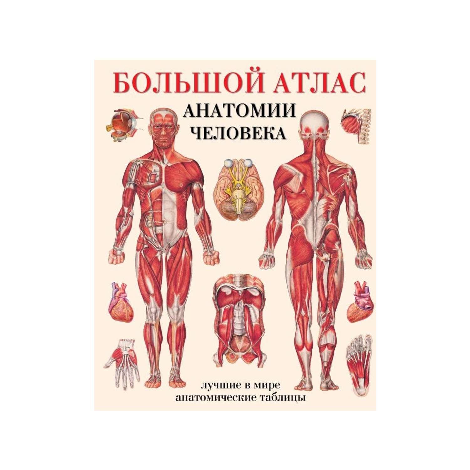 Книга АСТ Большой атлас анатомии человека - фото 1