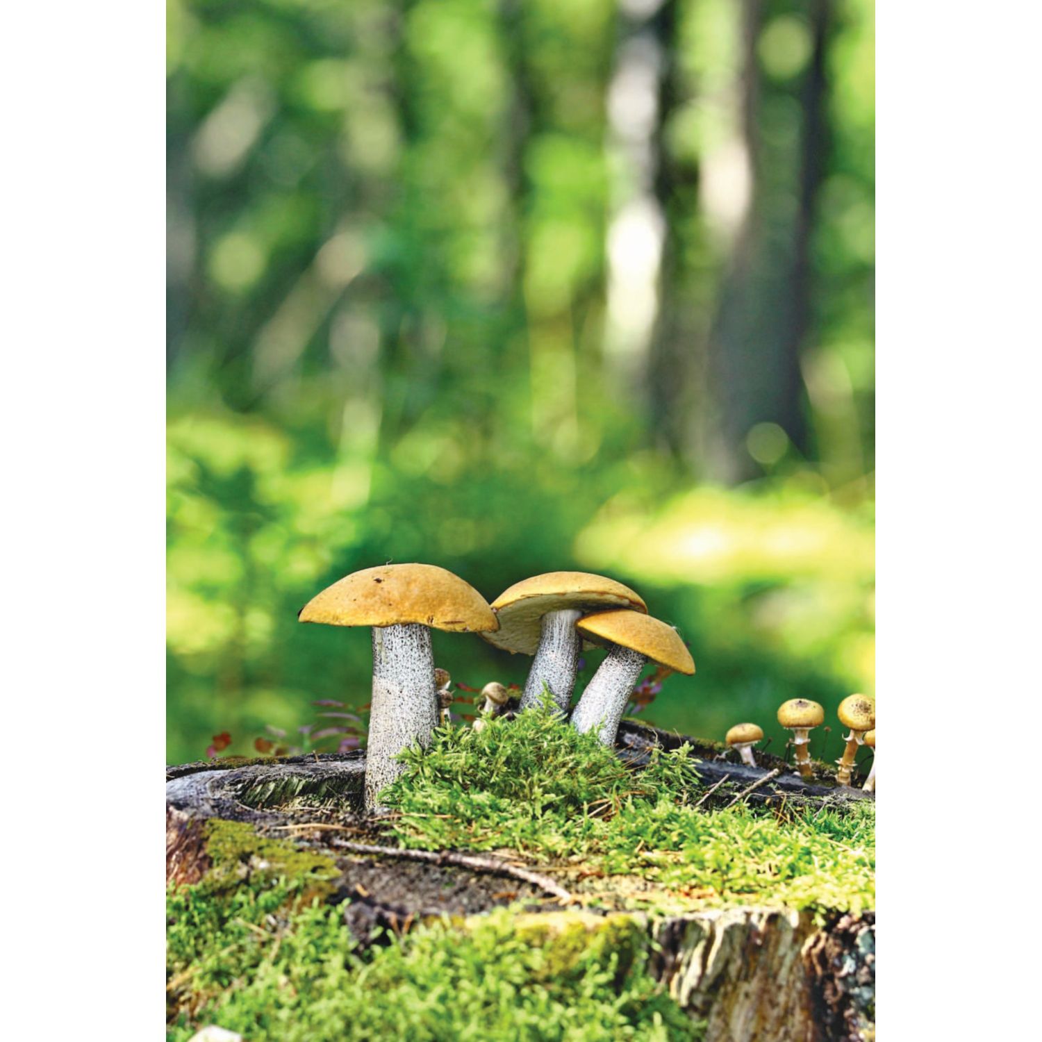 Книга Эксмо Грибы. Краткий иллюстрированный справочник - фото 2