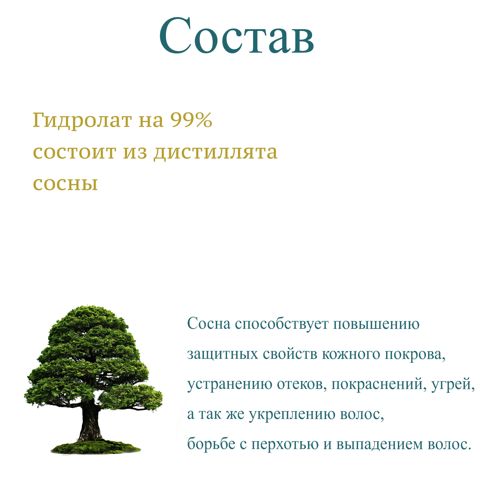 Гидролат Сосны Cetraria органический тоник для кожи и волос (100 мл) - фото 3