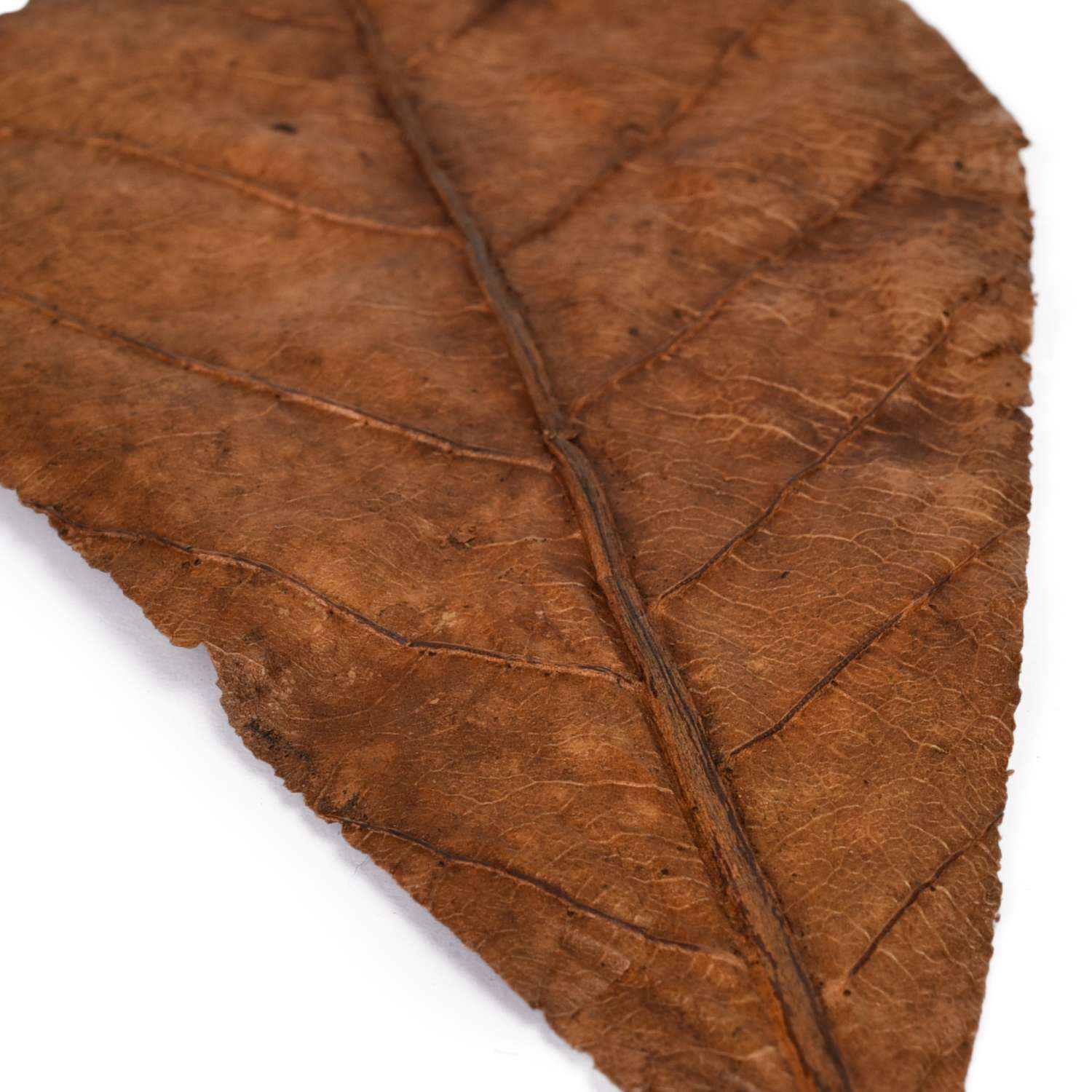 Листья индийского миндаля CaribSea Betta Leaf 3шт 00650 - фото 3