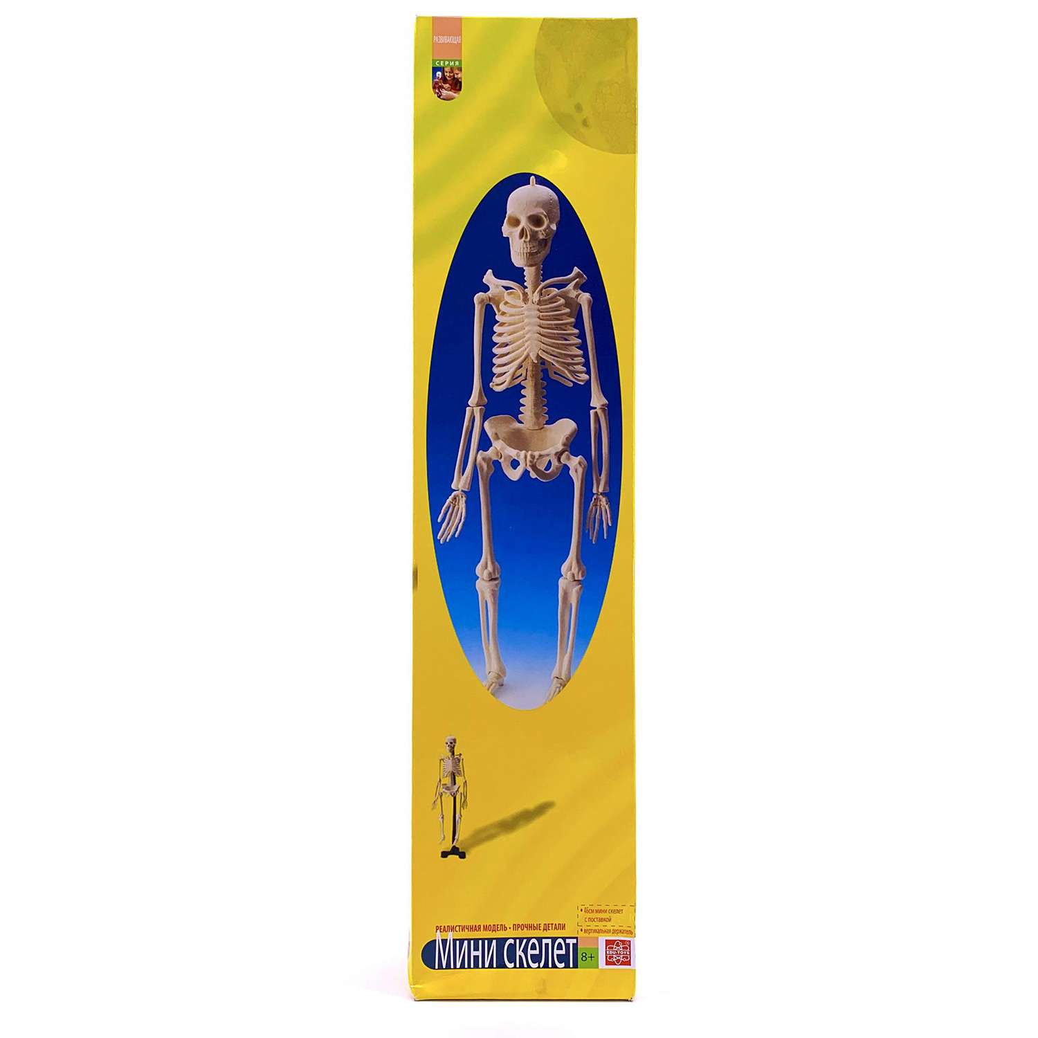 Анатомический набор EDU-TOYS мини-скелет человека 46см - фото 3