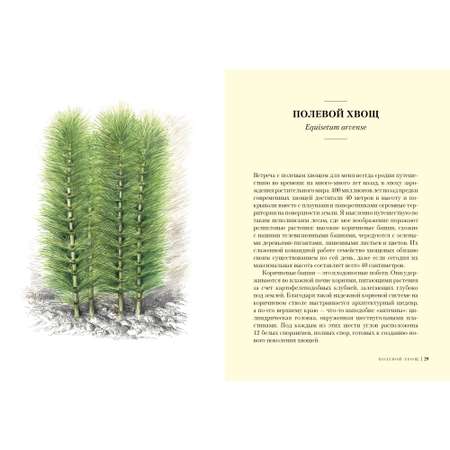 Книга КОЛИБРИ Травы: Природный источник жизненной силы Штумпф У. Серия: Культ природы