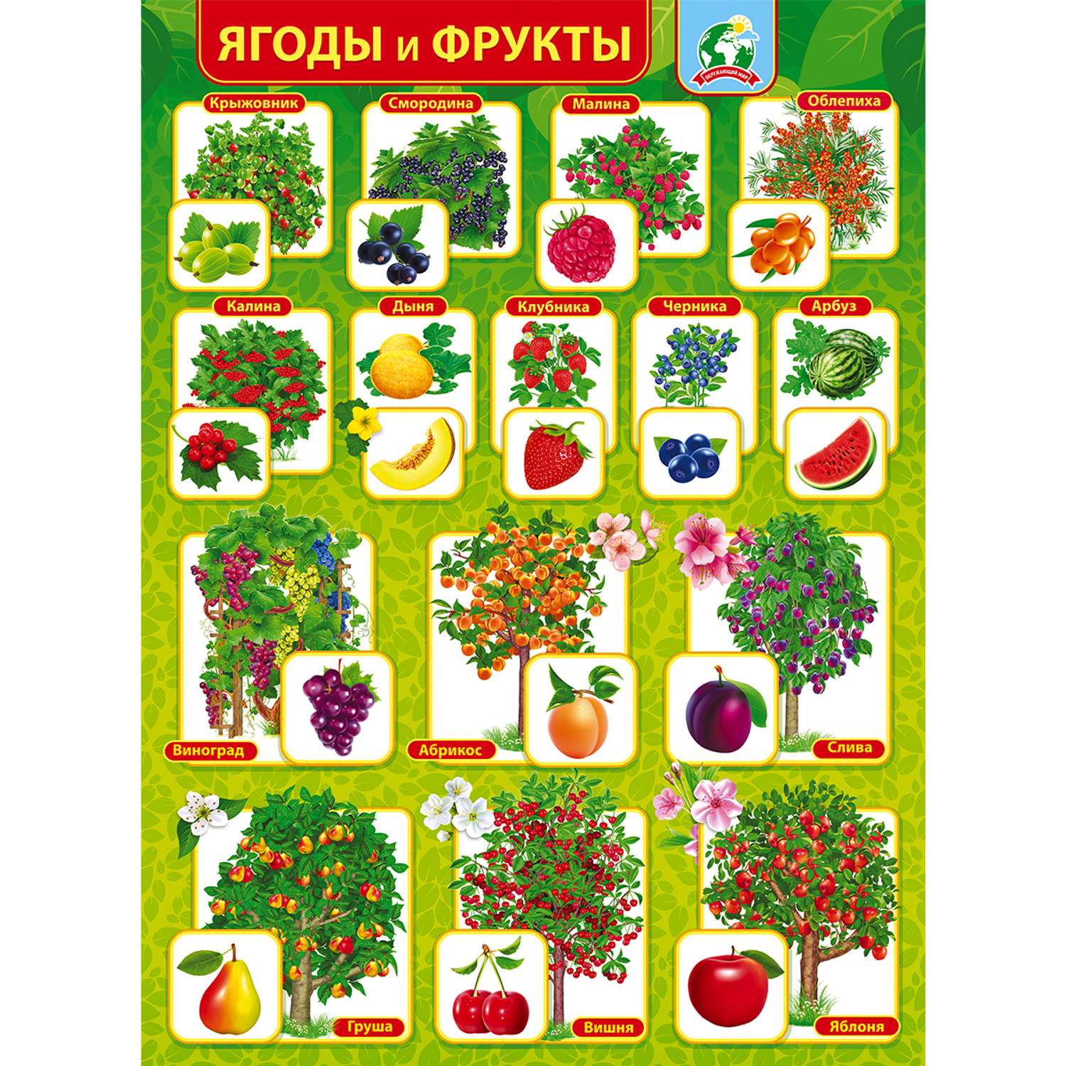 Плакат обучающий на стену Мир поздравлений ягоды и фрукты с картинками и названиями - фото 2