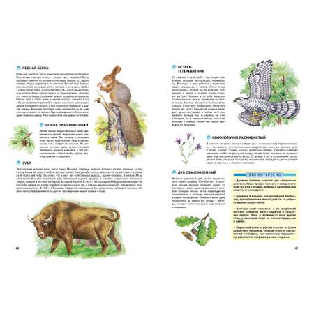 Книга Махаон Природа России. Иллюстрированная энциклопедия Свечников В. Романова Т