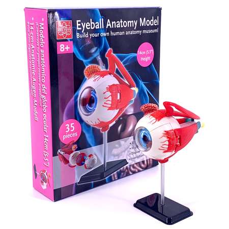 Анатомический набор  EDU-TOYS  Глаз SK007 