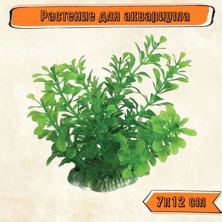 Аквариумное растение Rabizy кустик 7х12 см
