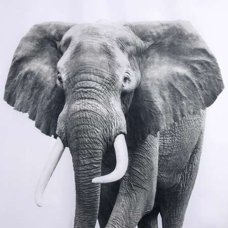 Штора для ванны Доляна «Слон» 180×180 см полиэстер