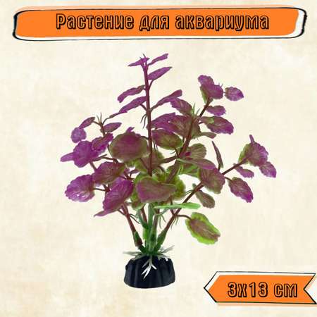 Аквариумное растение Rabizy водоросли 3х13 см
