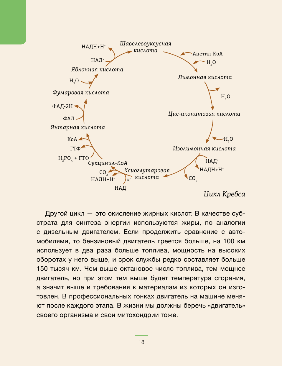 Книги АСТ Кетодиета для начинающих. Готовь, ешь, худей! - фото 7