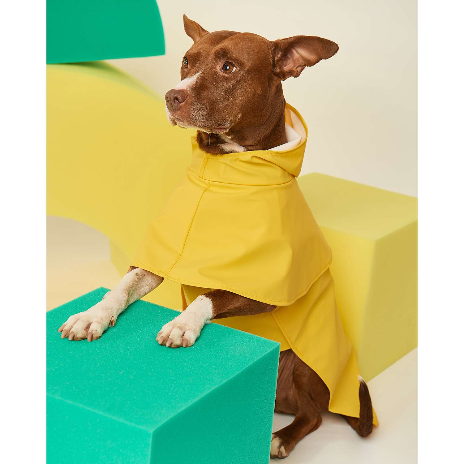 Дождевик для собак Zoozavr жёлтый 55 - фото 9