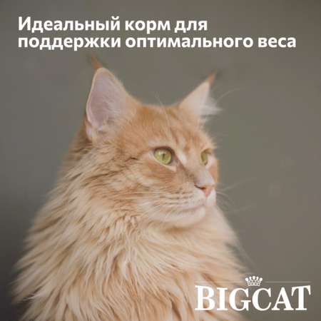 Корм сухой Зоогурман полнорационный сухой для взрослых кошек Big cat Нежная говядина 1.8 кг