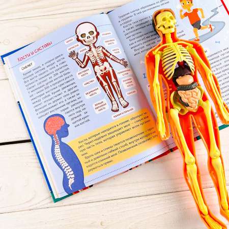 Энциклопедия тело человека Совушкина лавка и набор анатомия для детей