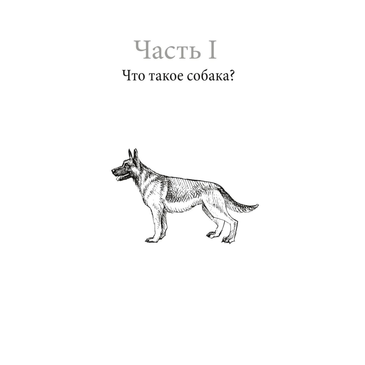 Книга Эксмо Думать как собака Как научиться понимать свою собаку и избежать проблем в ее воспитании - фото 7