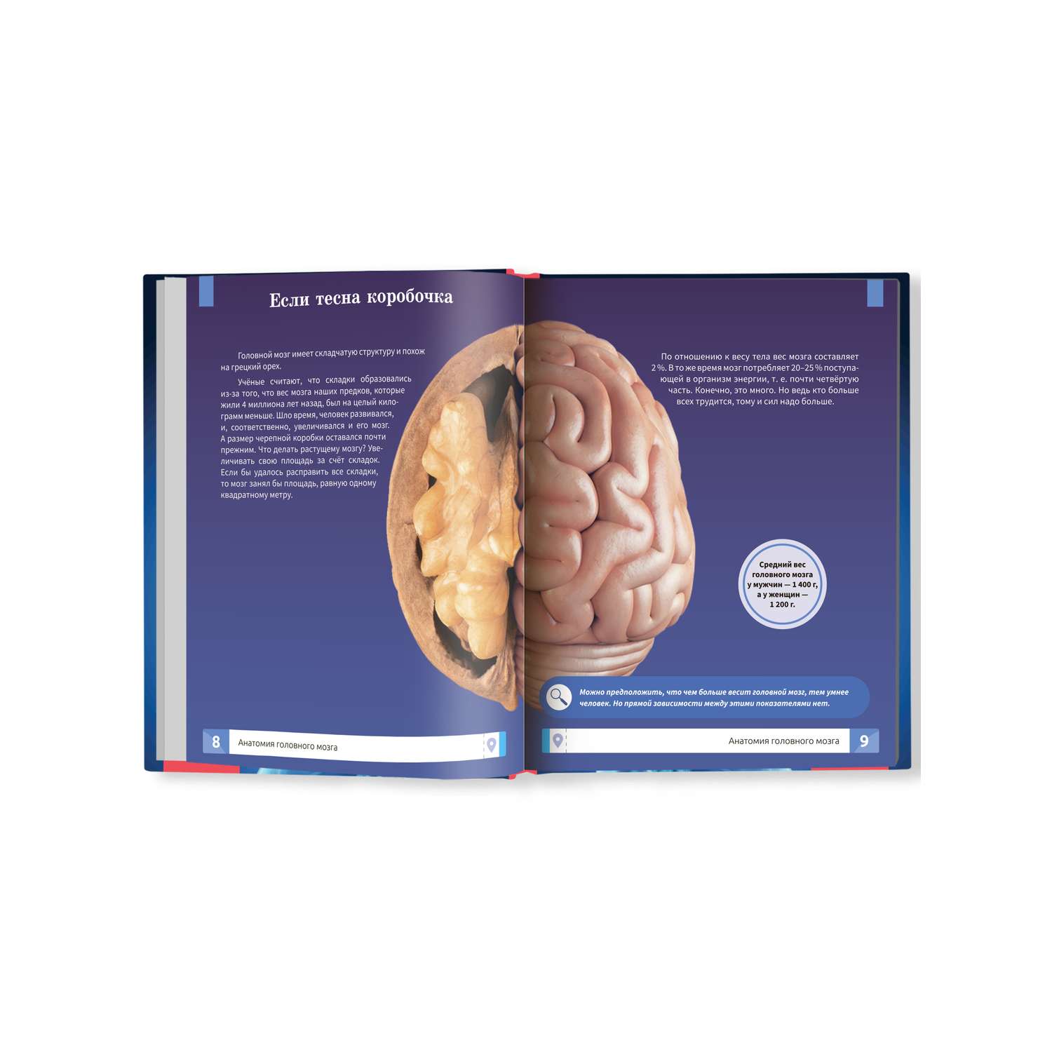 Книга Феникс Мозг человека. Самая умная энциклопедия - фото 12