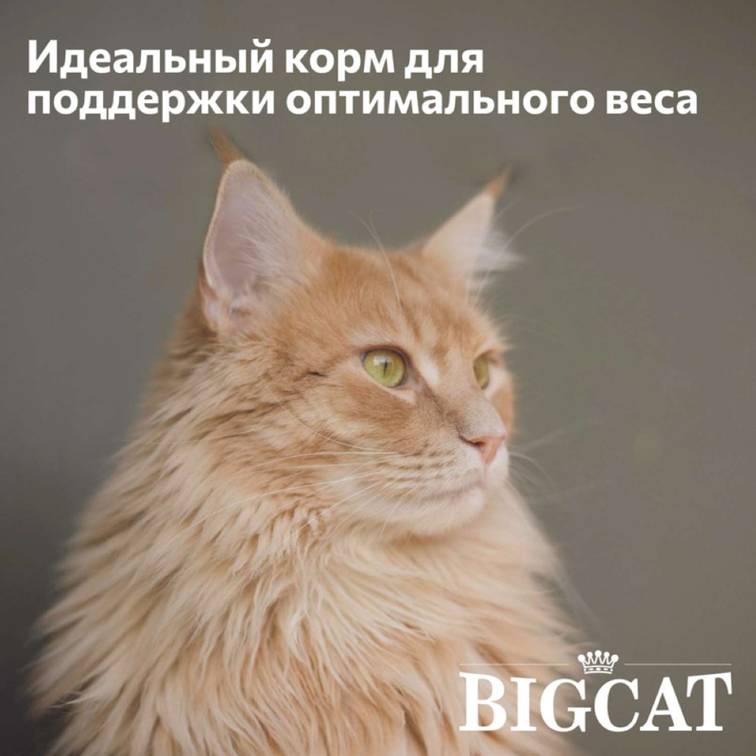 Корм сухой Зоогурман полнорационный сухой для взрослых кошек Big cat Нежная говядина 5 кг - фото 2