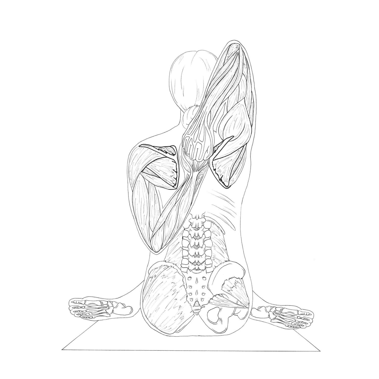 Книга Эксмо Анатомия йоги атлас раскраска Визуальный гид по телу от структуры к осознанной практике - фото 5