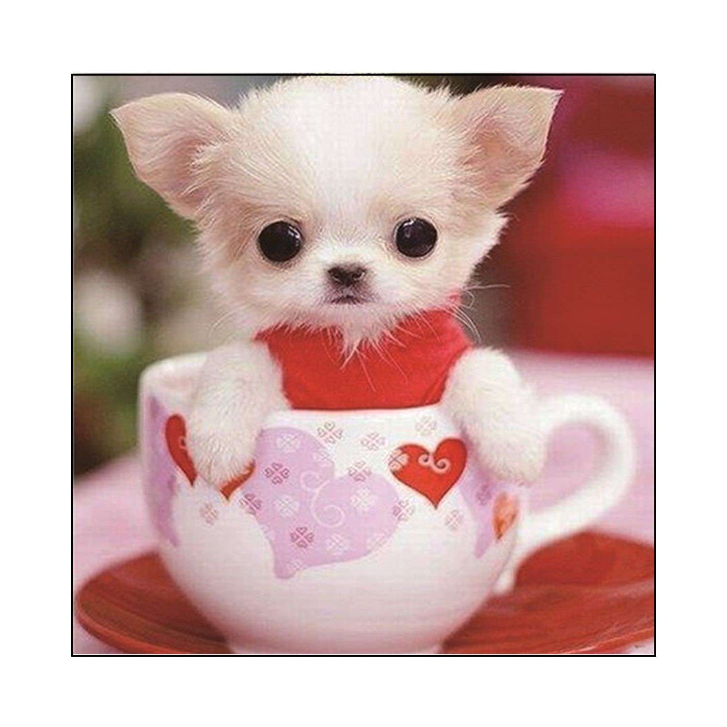 Оч мило. Чихуахуа Teacup. Милые животные. Милые зверьки. Милые маленькие животные.