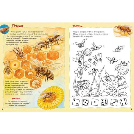 Книга Издательство Энас-книга Как живут насекомые Книжка-активити с развивающими заданиями головоломками наклейками Райхенштеттер Давай познакомимся