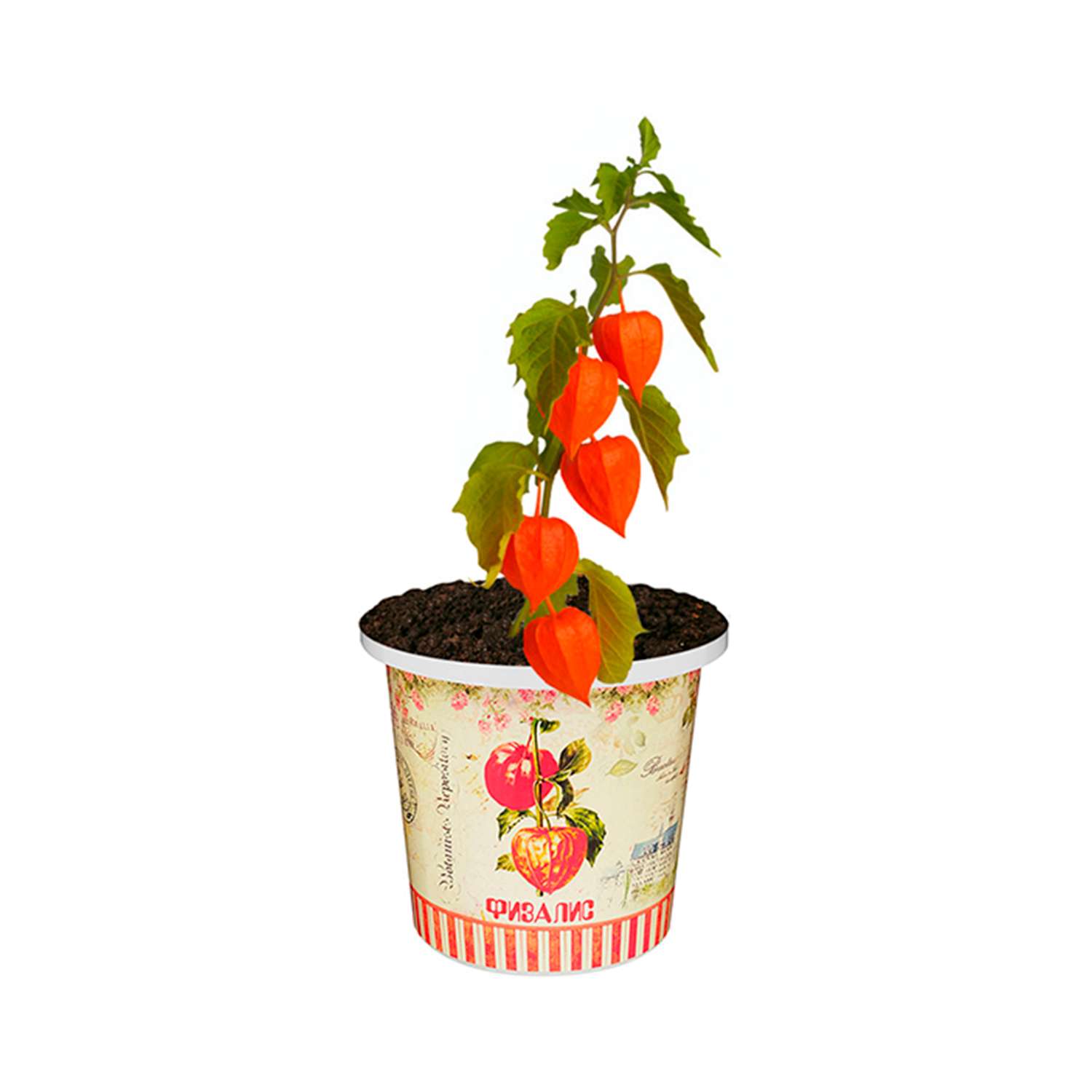 Набор для выращивания растений Rostok Visa Вырасти сам Физалис в подарочном горшке - фото 5