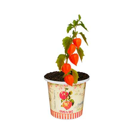 Набор для выращивания растений Rostok Visa Вырасти сам Физалис в подарочном горшке