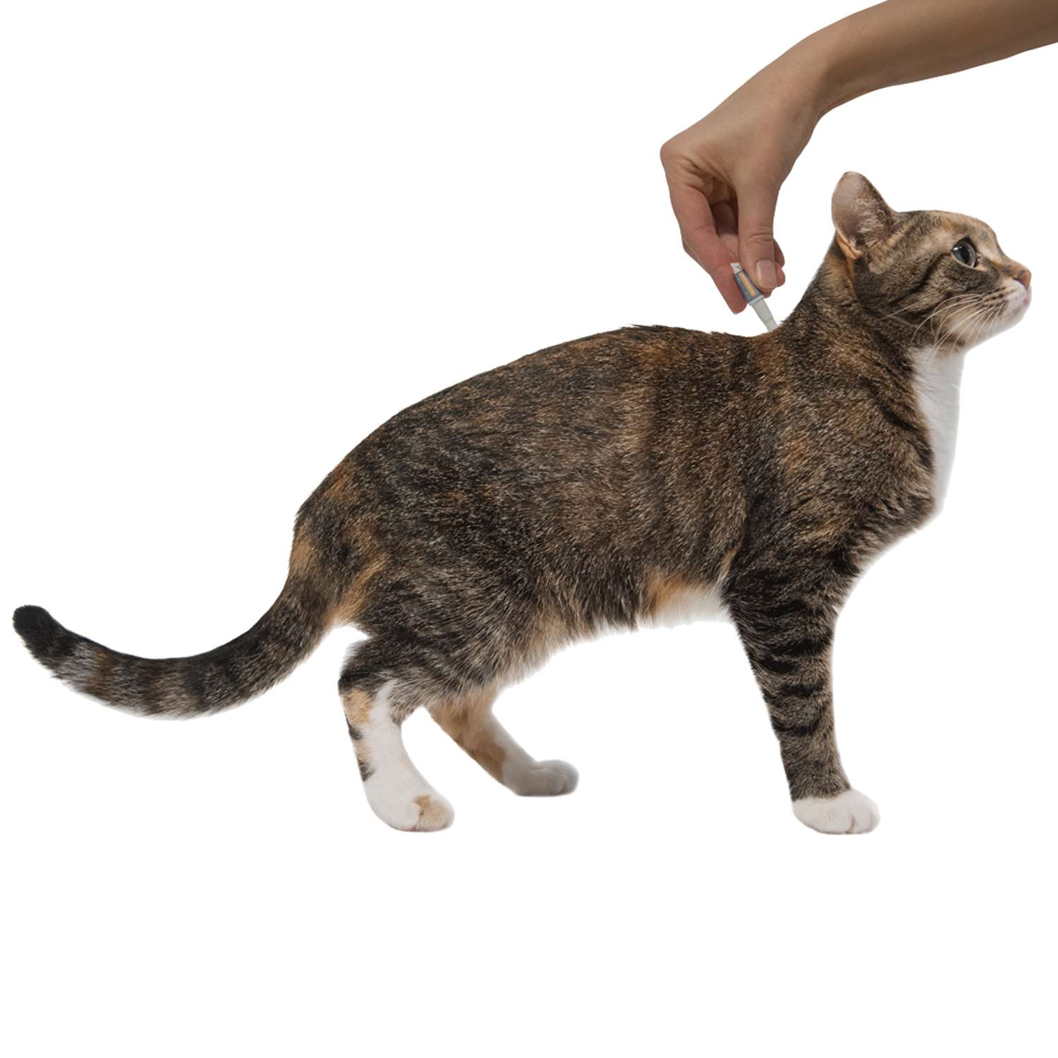 Капли для кошек Elanco Профендер от 2.5 до 5кг антигельминтик 2пипетки - фото 3