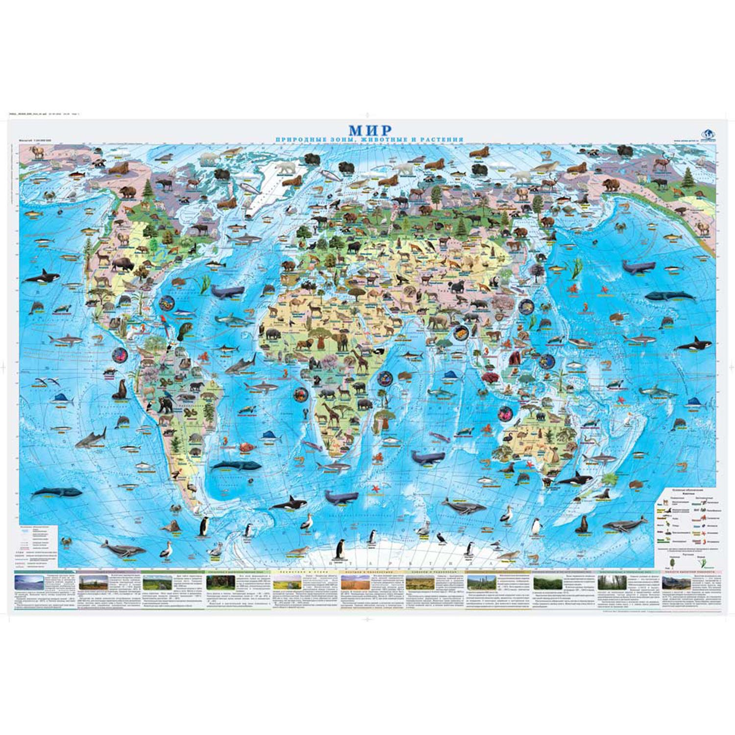 Карта настенная Атлас Принт Мир. Природные зоны. Животные и растения  1.0x0.7 м купить по цене 319 ₽ в интернет-магазине Детский мир