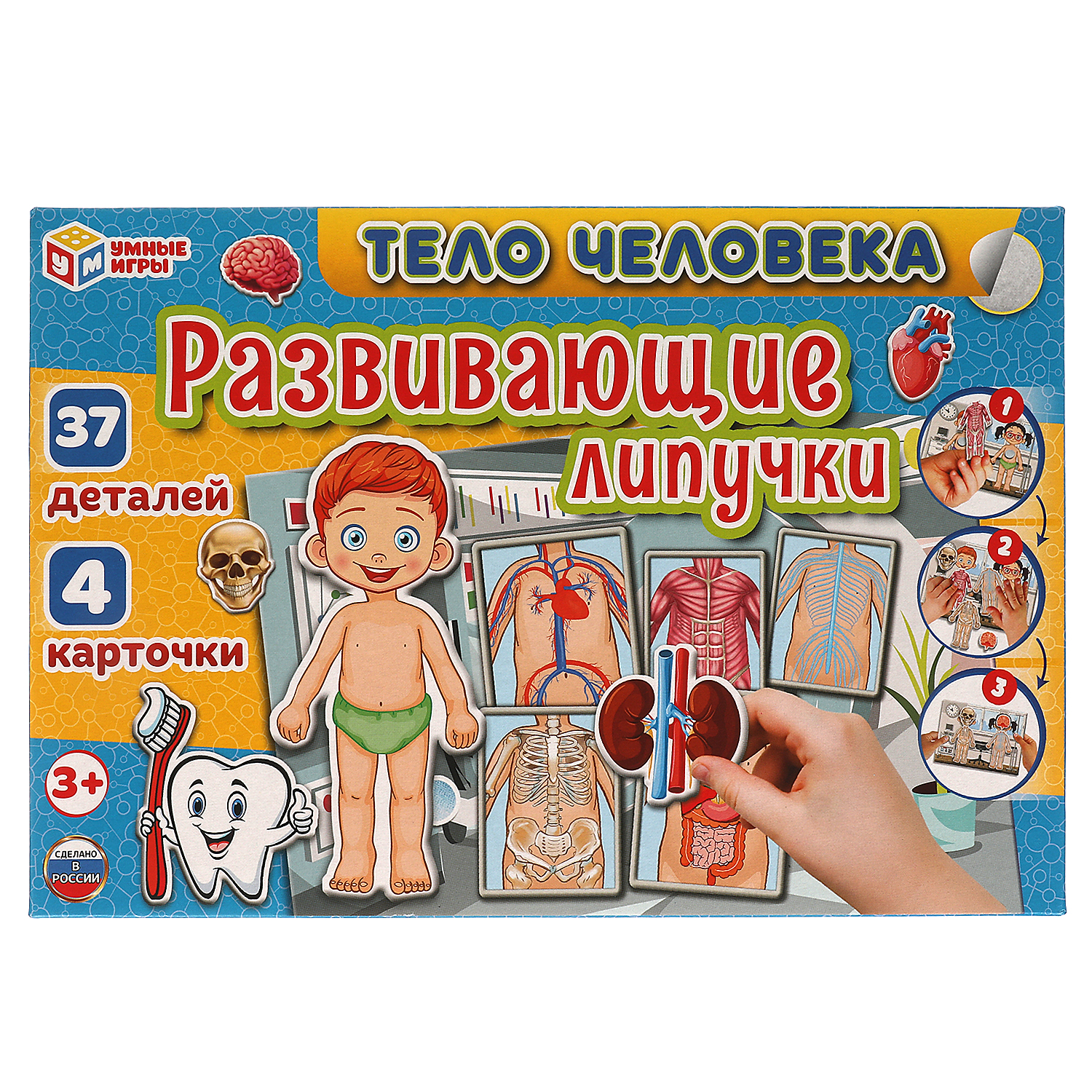 Настольная игра Умные игры Тело человека - фото 1