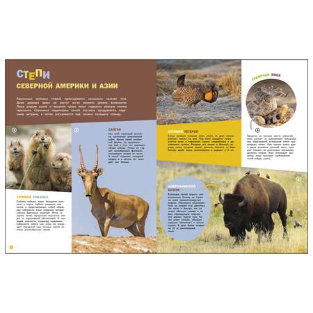 Энциклопедии c фото и видео приложениями СТРЕКОЗА Животные