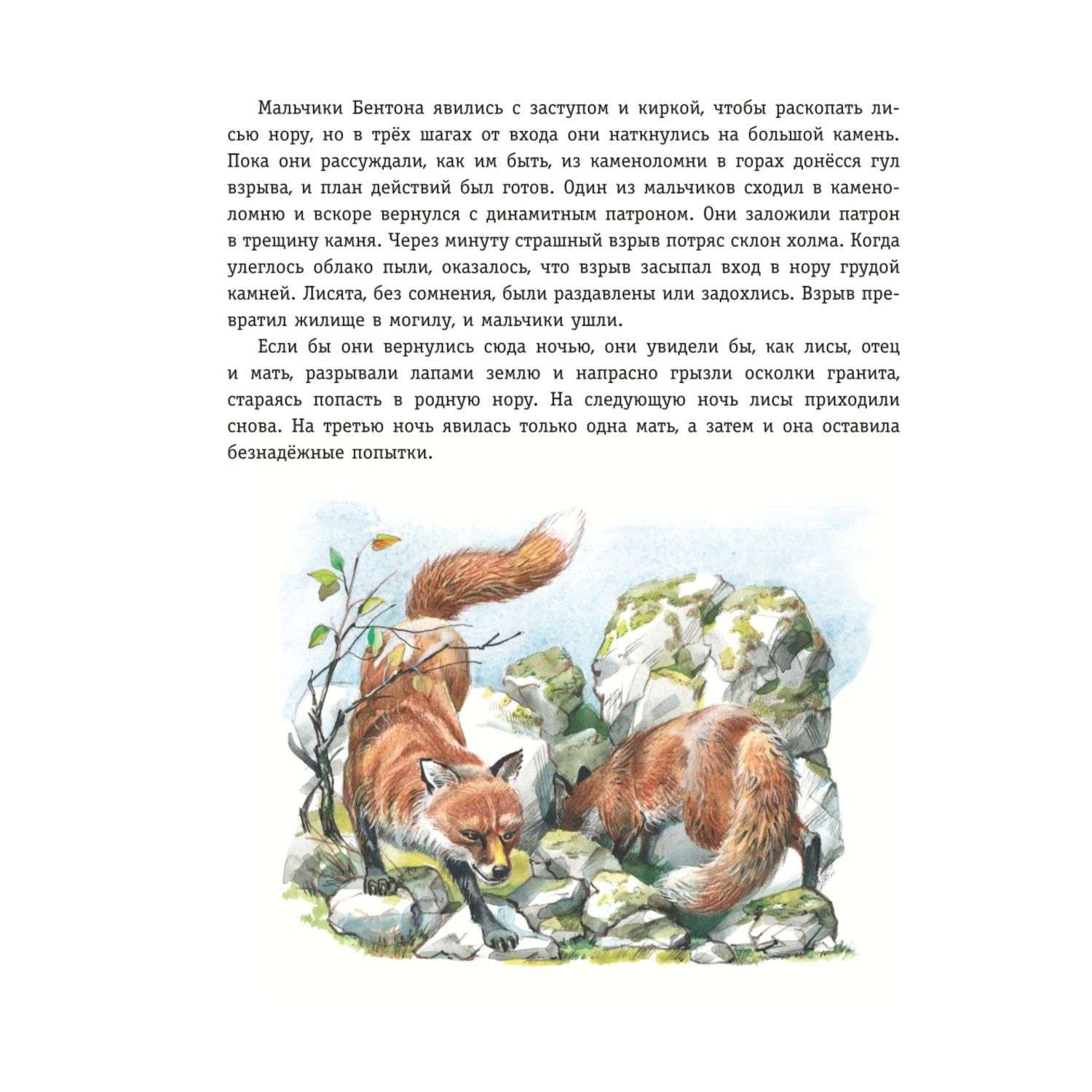 Книга Рассказы о животных иллюстрации Канивца - фото 7