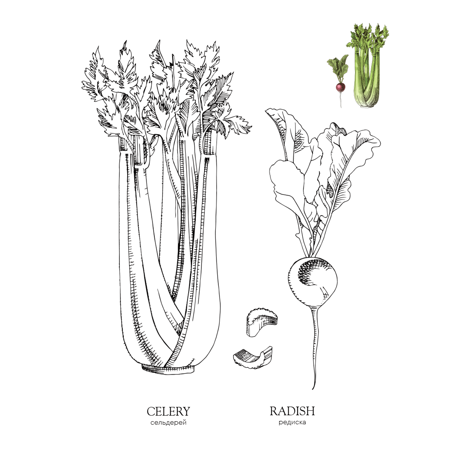Раскраска Жёлудь Vegetables. овощи - фото 4