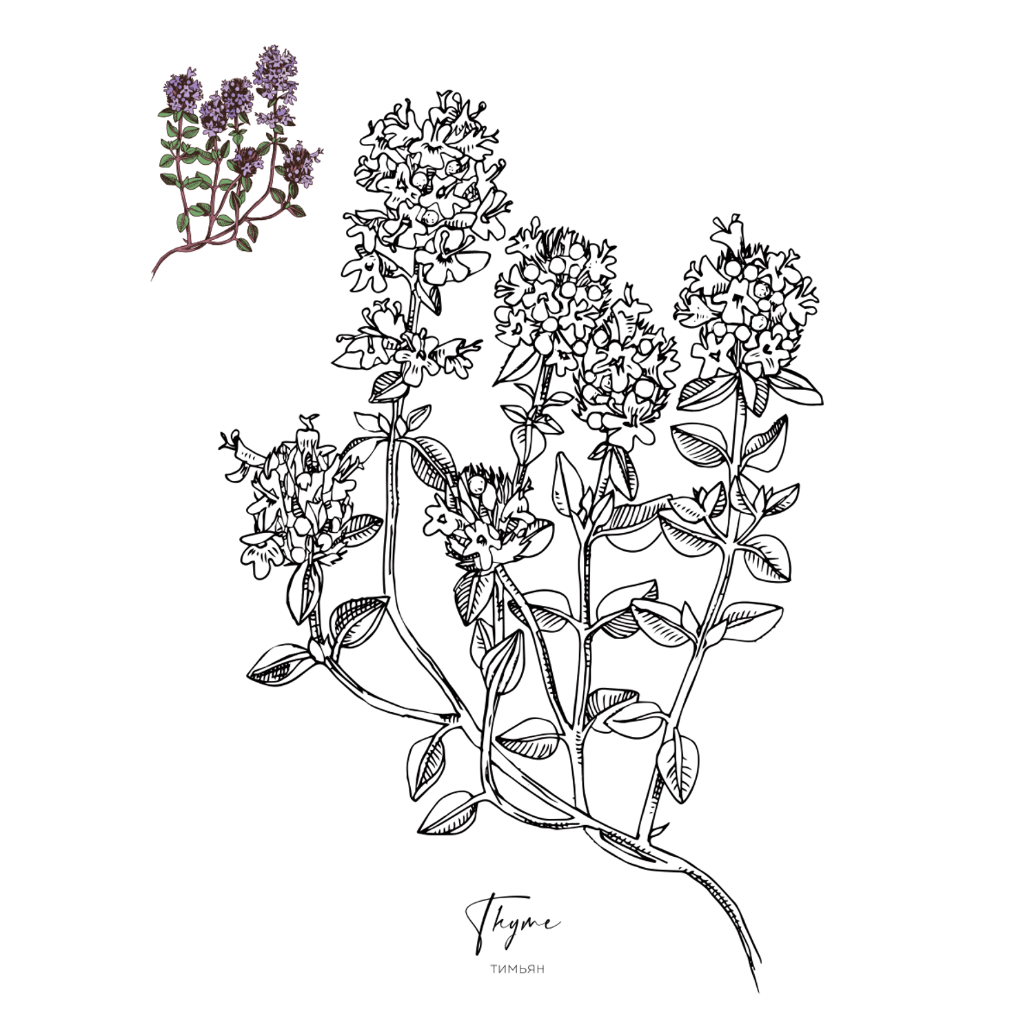 Раскраска Жёлудь Medicinal Herbs Травы медицинские Раскраска вдохновение - фото 10
