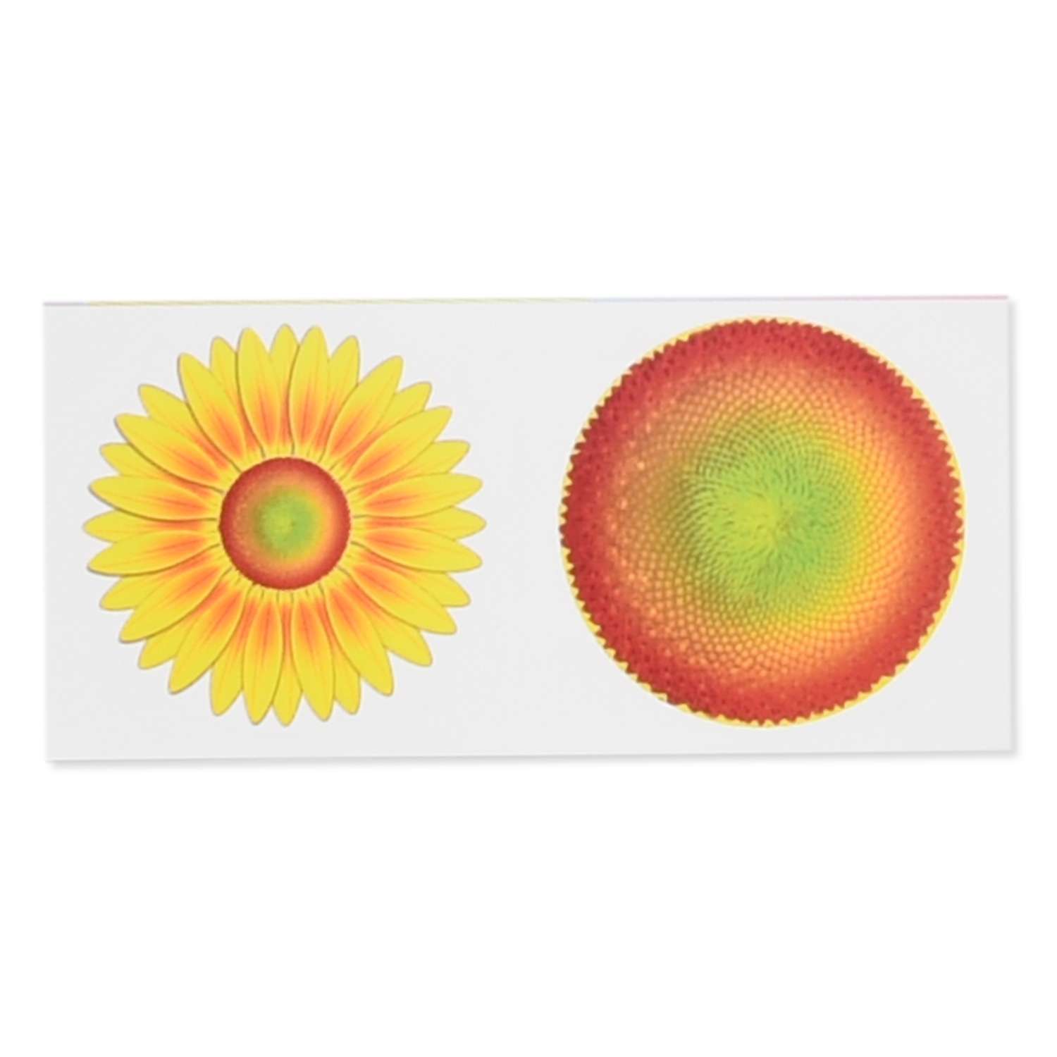 Набор для изготовления открытки КЛЕVЕР Солнечный цветок - фото 4