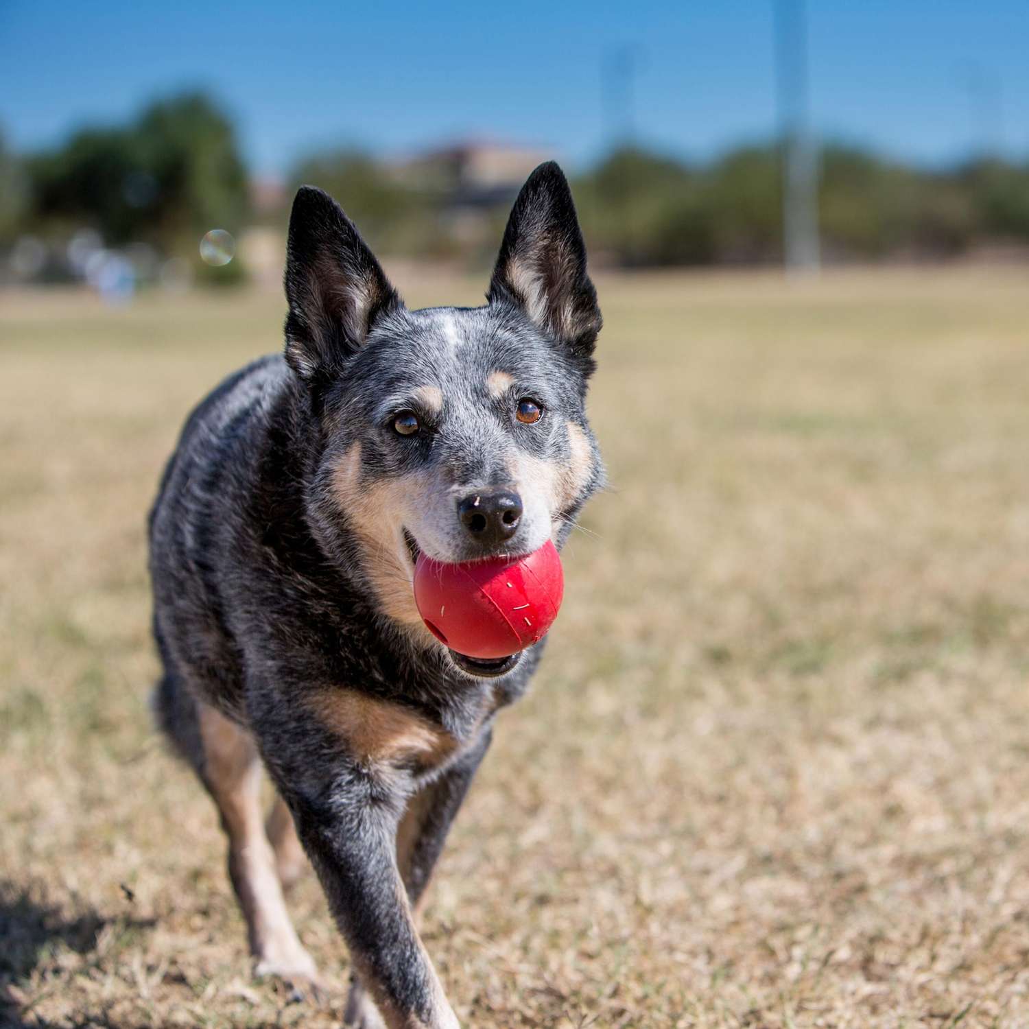 Игрушка для собак KONG Classic Мяч под лакомства 6см - фото 3
