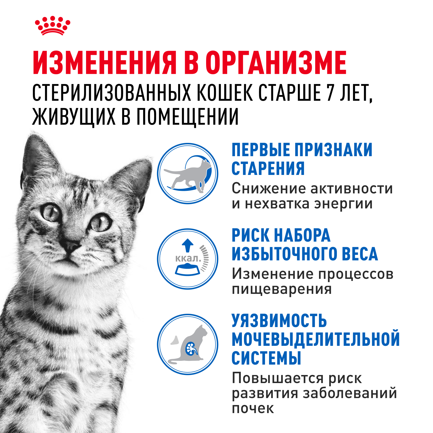 Корм для кошек ROYAL CANIN Indoor 85г для пожилых стерилизованных кошек 7+ соус пауч - фото 2