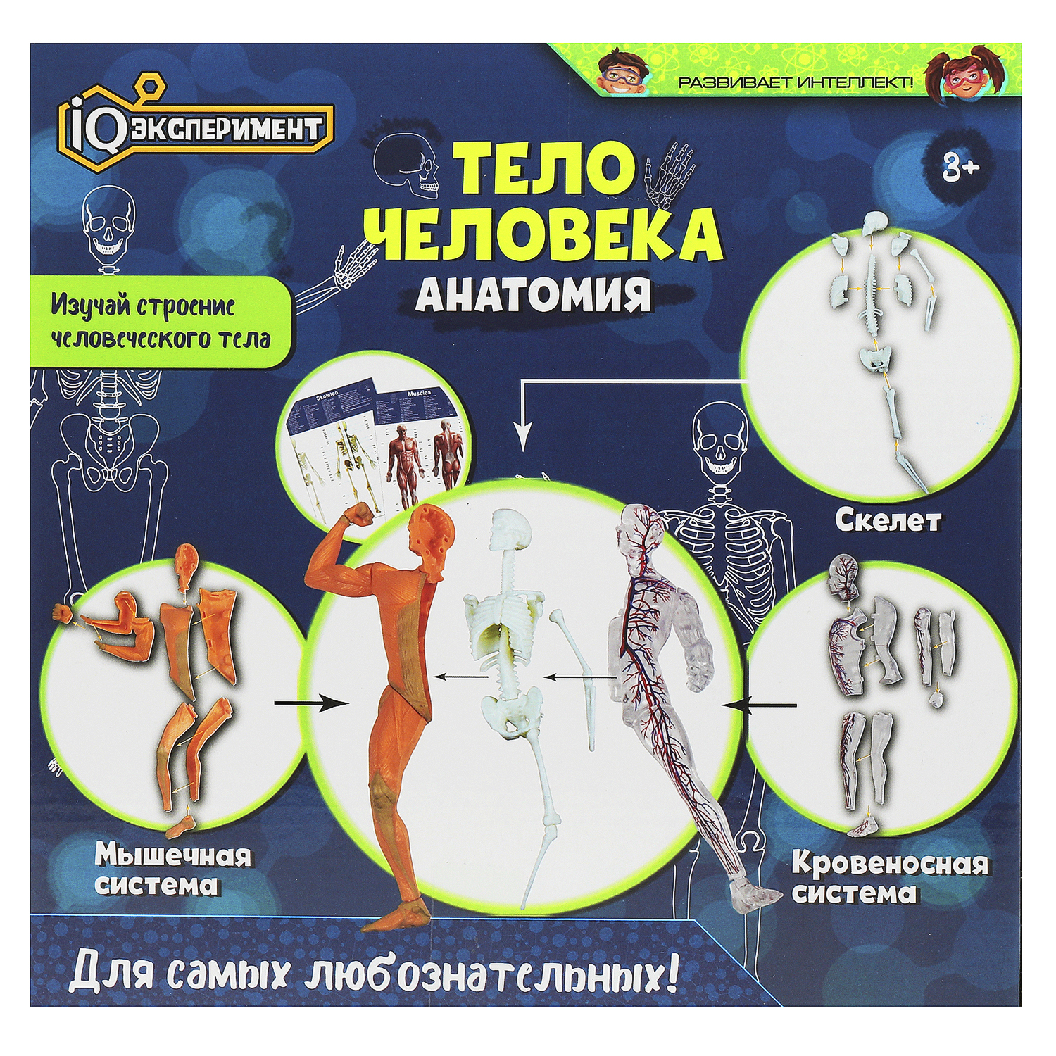 Игрушка Играем вместе Опыты Тело человека 369089 - фото 6