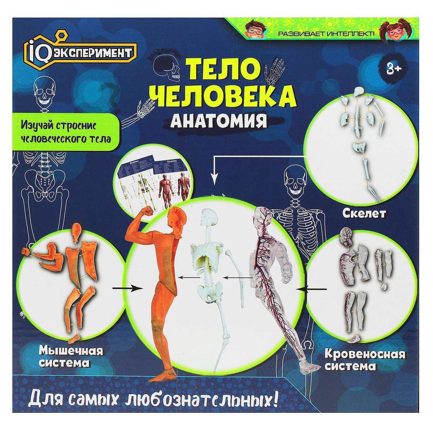 Игрушка Играем вместе Опыты Тело человека 369089 - фото 5